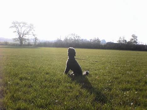 Mellempuddel bonzo - han er så nuttet når han tænker  billede 7