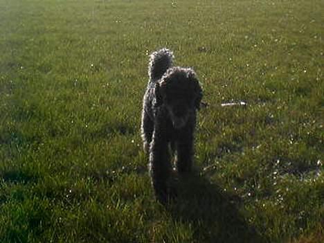 Mellempuddel bonzo - bonzo  billede 8