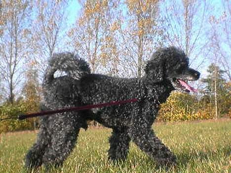 Mellempuddel bonzo - han er ude og gå tur  billede 9