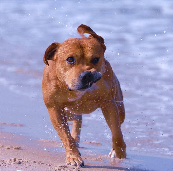 Staffordshire bull terrier    CH.Angelic Staff Ninja - Strandløven Ninja16/04.09 Nu med frækt smil billede 12