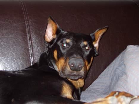 Dobermann sultan billede 11