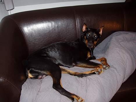 Dobermann sultan billede 12