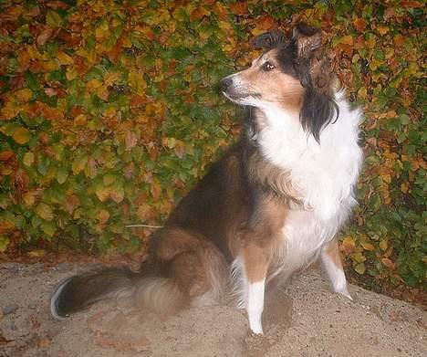 Collie langhåret Soffi R.I.P :´( - Fin efterårs dag.. :) billede 16