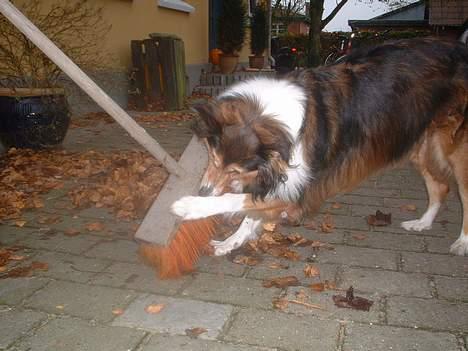 Collie langhåret Soffi R.I.P :´( - Jeg kan ikke lide når mor fejer med kosten, så nu skal den dø.. Hehe.. billede 17