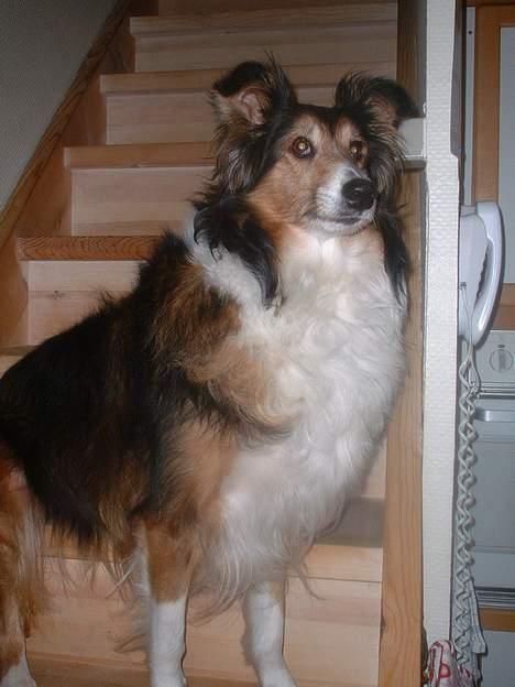 Collie langhåret Soffi R.I.P :´( - Holder udkig ud over det hele.. billede 18