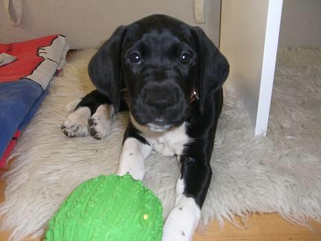 Blanding af racer Bertil - Min og kun min gr&#248;nne bold... Fingerne v&#230;k mor... billede 1