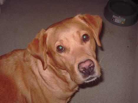 Labrador retriever Tiggie - nå mor skal vi ikke snart ud at gå  billede 11