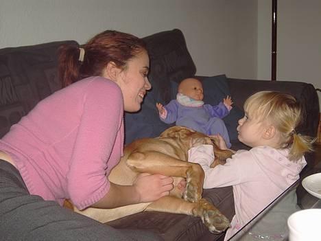 Labrador retriever Tiggie - åååååååååå tror i jeg kan klare mere kærlighed billede 12