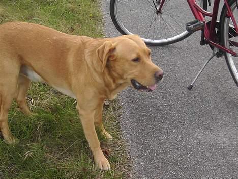 Labrador retriever Tiggie - det er godt mor har sin cykel , det er trals at vente  billede 14