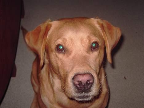 Labrador retriever Tiggie - mor så er det tid til en god bid , kom nu billede 15