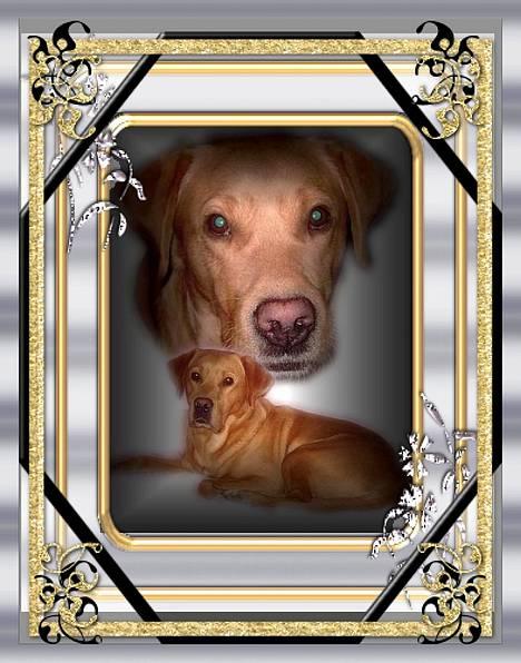 Labrador retriever Tiggie - mor er du ikke snart færdig med at tage billeder så jeg kan få sovet lidt, billede 16