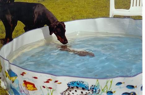 Dobermann  Eboss)jubari - Åhhh.. syntes altså vandet er lidt koldt billede 4