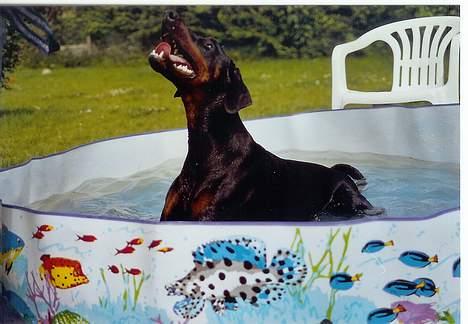 Dobermann  Eboss)jubari - Hey se lige mig.... jeg er herre god, fordi jeg turde. billede 6