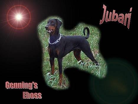Dobermann  Eboss)jubari billede 8
