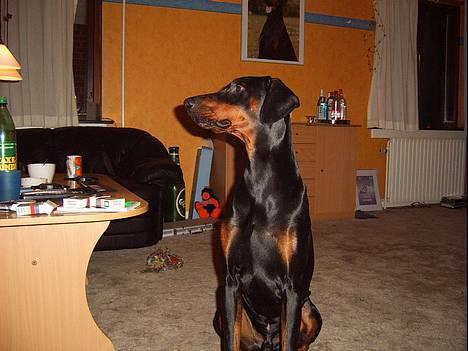 Dobermann  Eboss)jubari billede 10