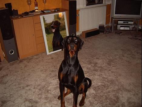 Dobermann  Eboss)jubari billede 12