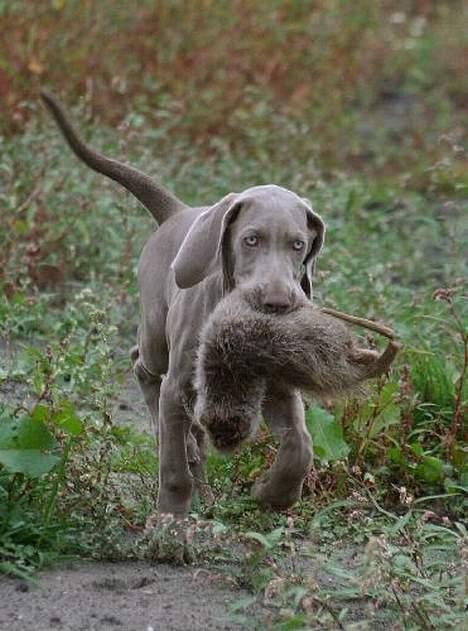 Weimaraner Chaos - CHAOS UNGE - FELICIA billede 2