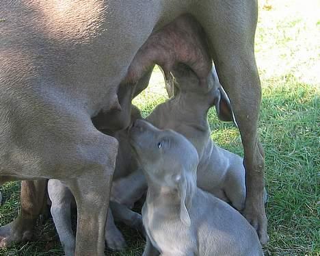 Weimaraner Chaos - MAMSE billede 3