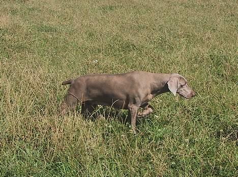 Weimaraner Chaos - CHAOS - STAND FOR AGERHØNS billede 4