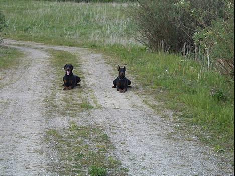 Dobermann  Eboss)jubari - hey jeg lækker lige her med min mor...  billede 14