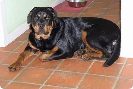 Rottweiler Cleo billede 1