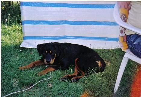 Rottweiler Cleo - Er jeg ikke sød mor?? billede 2