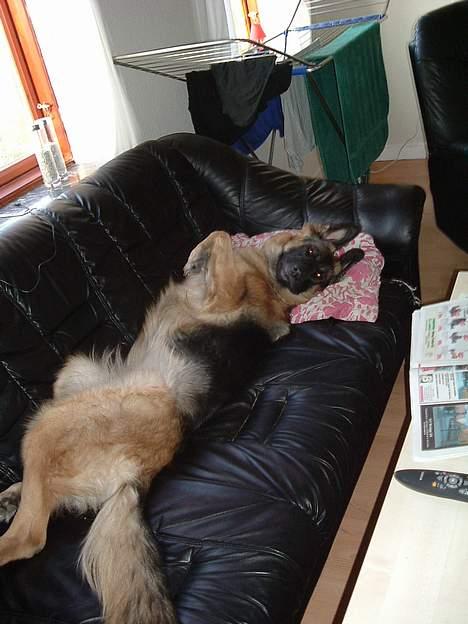 Schæferhund LINE - ligger og breder mig i sofaen dejligt billede 11