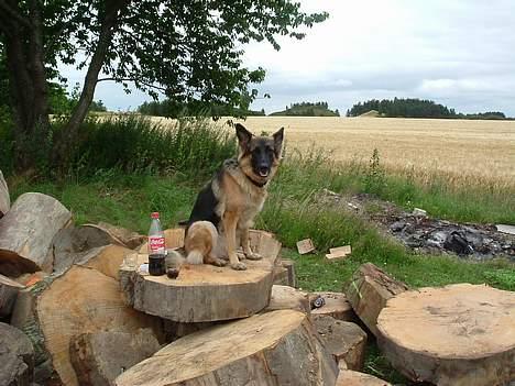 Schæferhund LINE - jeg styre her du laver det og dig det he he billede 12