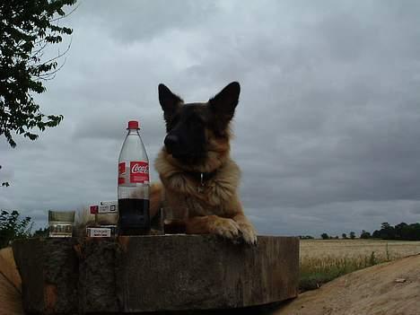 Schæferhund LINE - mig der styre her :-) billede 13