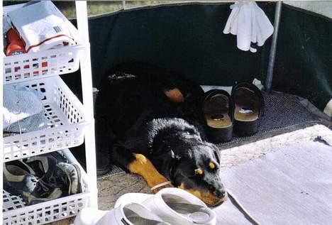 Rottweiler Cleo - Ah, det er dejligt med noget sol billede 3