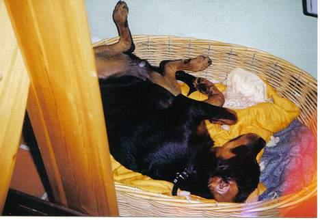 Rottweiler Cleo - zzzzzzz billede 4