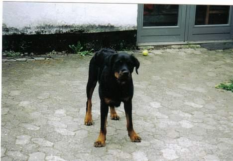 Rottweiler Cleo - Her er min dejlige mor billede 5