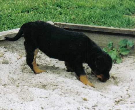 Rottweiler Cleo - Her er jeg som lille bitte baby billede 6