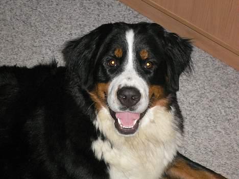 Berner sennenhund Aya*RIP* - Er jeg ikke bare dejlig billede 1