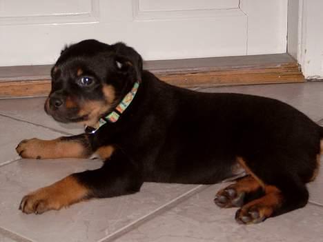Rottweiler ZENTA - Mig som lille bitte... billede 1