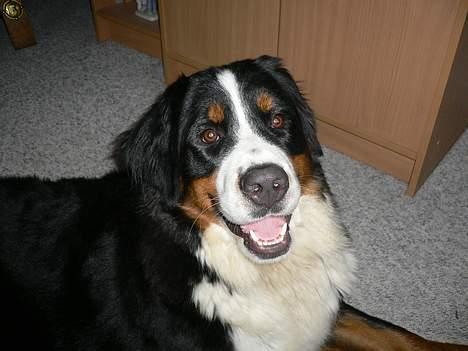 Berner sennenhund Aya*RIP* billede 2