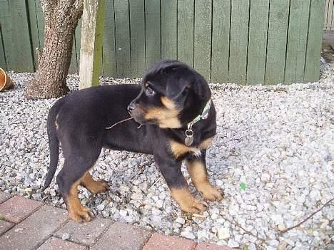 Rottweiler ZENTA - Et par dage i mit nye hjem... billede 2