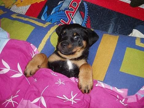 Rottweiler ZENTA - Godnat... billede 3