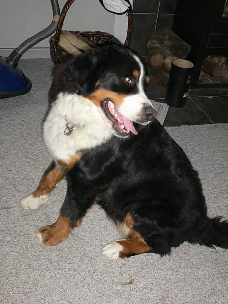 Berner sennenhund Aya*RIP* - Hvem hiver mig i halen billede 3