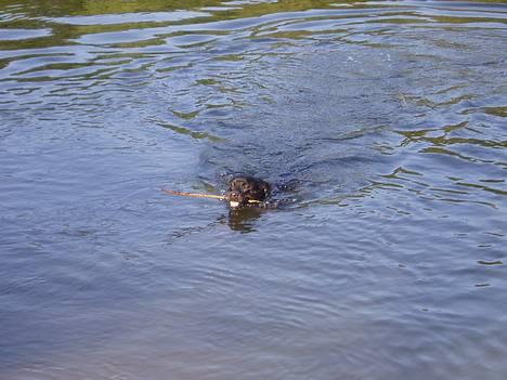Rottweiler ZENTA - En tur i søen er altid godt :-) billede 4