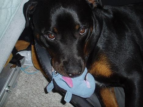 Rottweiler ZENTA - Min lille bamse... billede 5