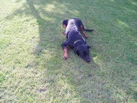 Rottweiler ZENTA - Min store have... og mit skønne græs, det har jeg gravet en del i... billede 6