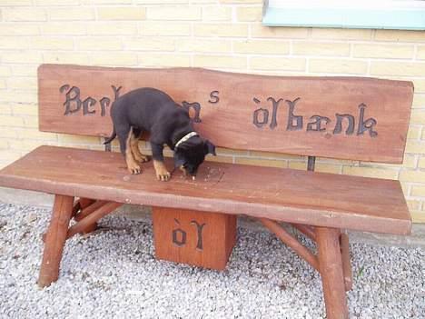 Rottweiler ZENTA - Hvor er de øl?? billede 8