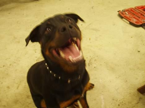 Rottweiler ZENTA - Her vogter jeg... billede 9