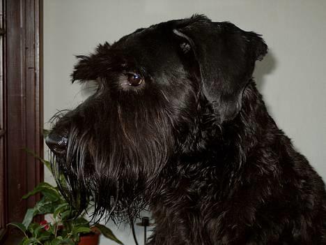 Riesenschnauzer Blackie billede 1