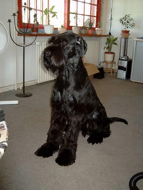 Riesenschnauzer Blackie billede 2