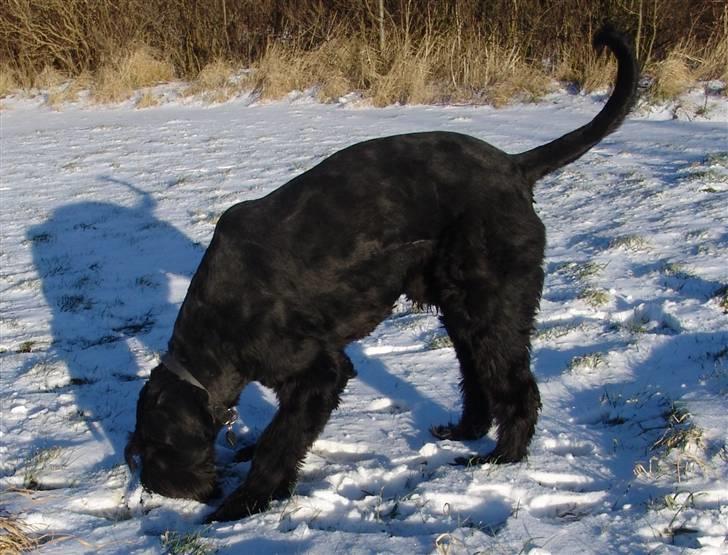 Riesenschnauzer Blackie billede 3