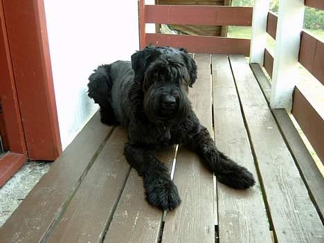 Riesenschnauzer Blackie - jeg elsker bare at ligge herude, så tag dit kamera og gå ind igen billede 4