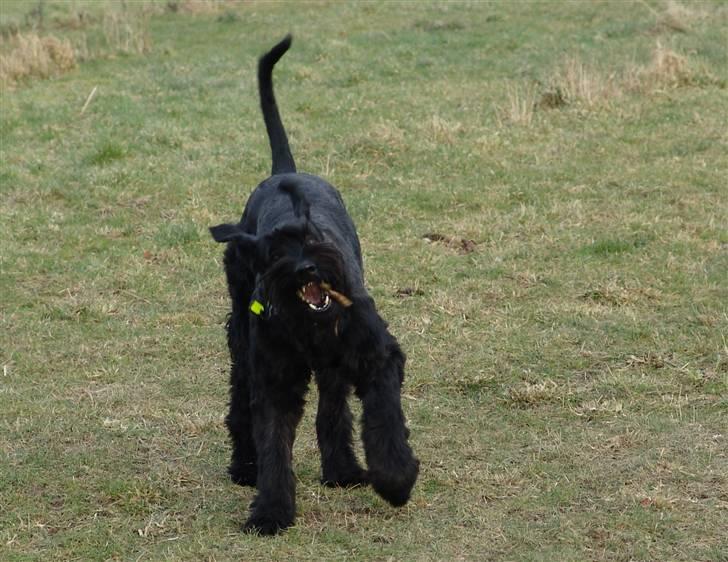 Riesenschnauzer Blackie billede 5