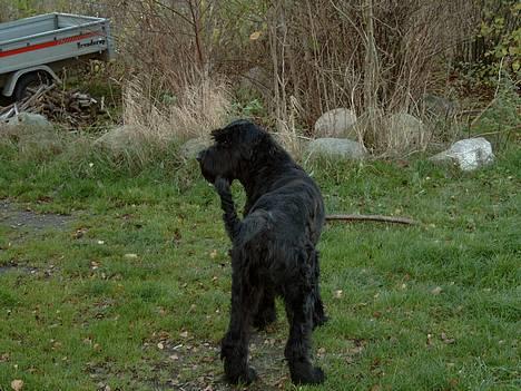 Riesenschnauzer Blackie billede 8